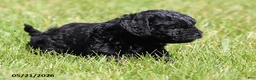 Shihpoo dogs for sale: Hailey - Ad 2