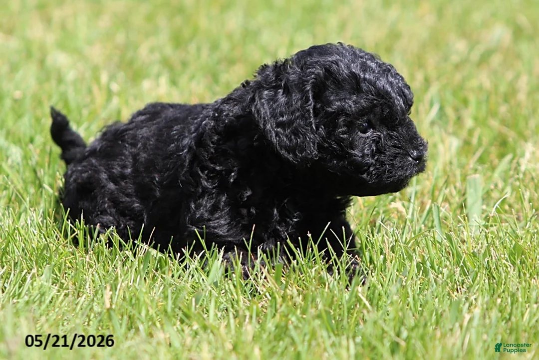 Shihpoo dogs for sale: Hailey - Ad 2
