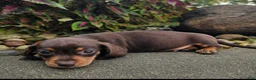 Dachshund dogs for sale: Roxy - Ad 3