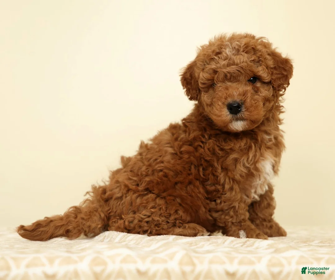 Mini Goldendoodle dogs for sale: Connor - Ad 1