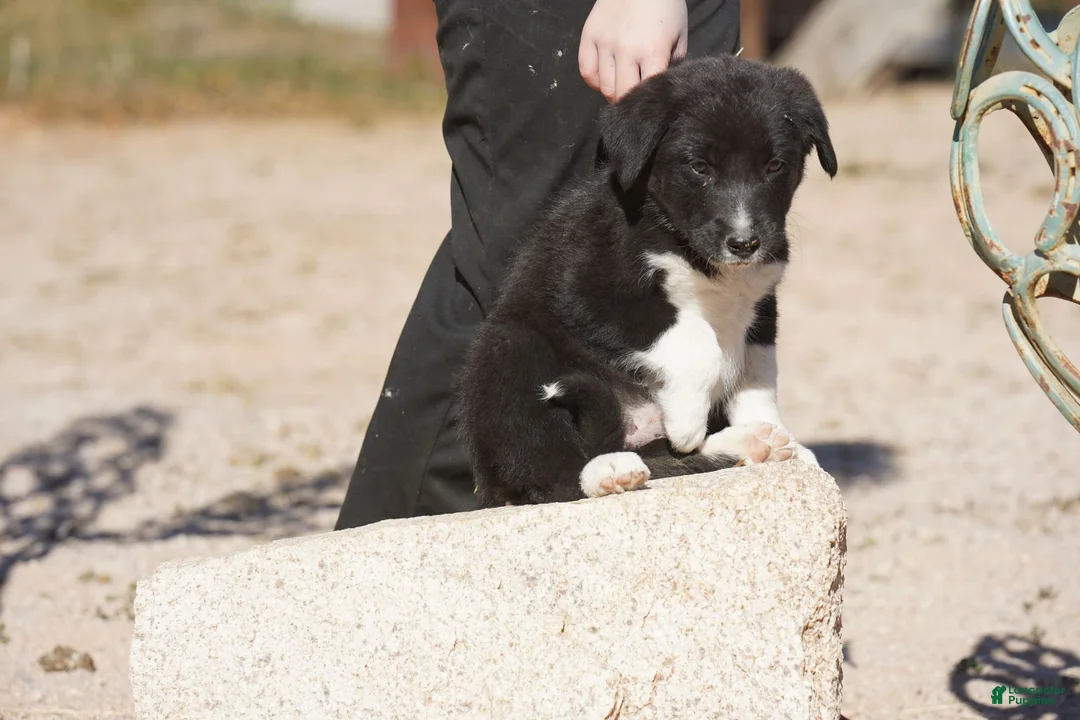 Mixed Breed dogs for sale: Toes M Sylvester - Ad 5