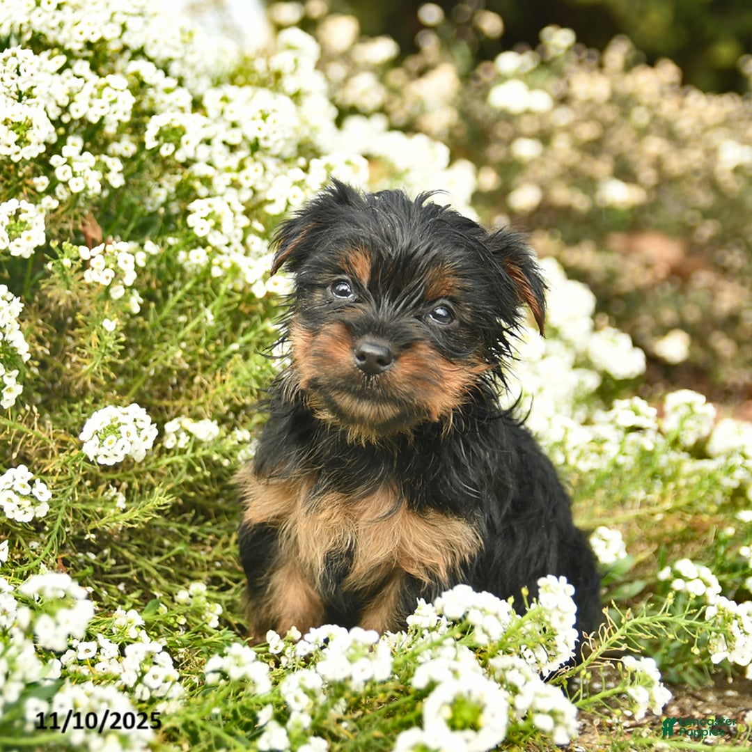 Yorkshire Terrier dogs for sale: Lacey  - Ad 2