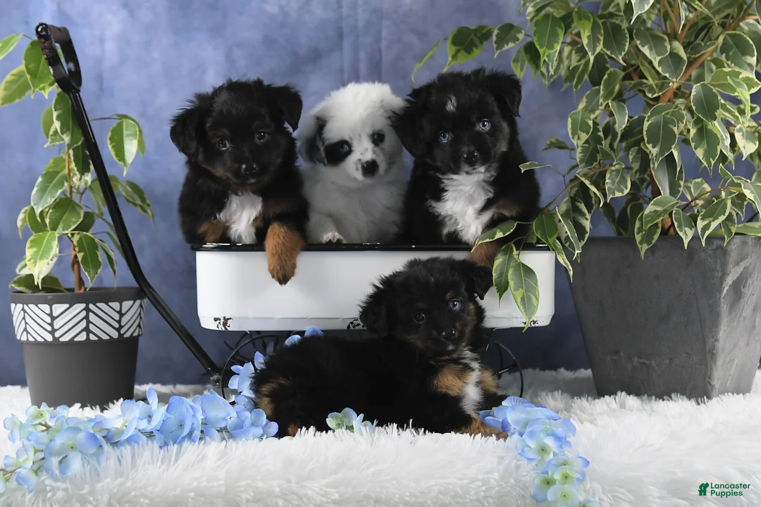 Toy Australian Shepherd dogs for sale: Bronson - Ad 31