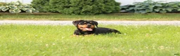 Rottweiler dogs for sale: Rottweiler lily - Ad 2