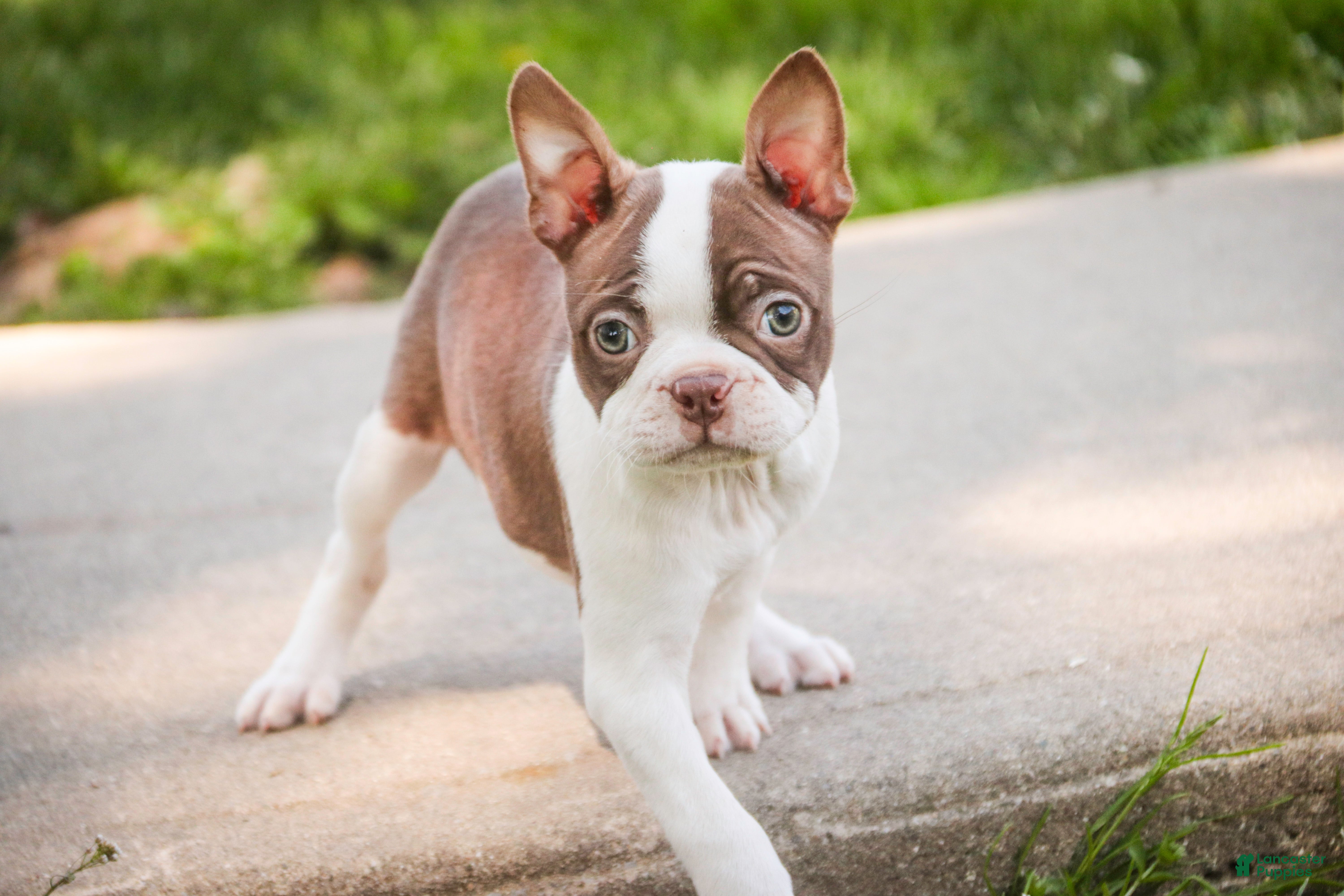 Boston Terrier dogs Crickett - Ad 2