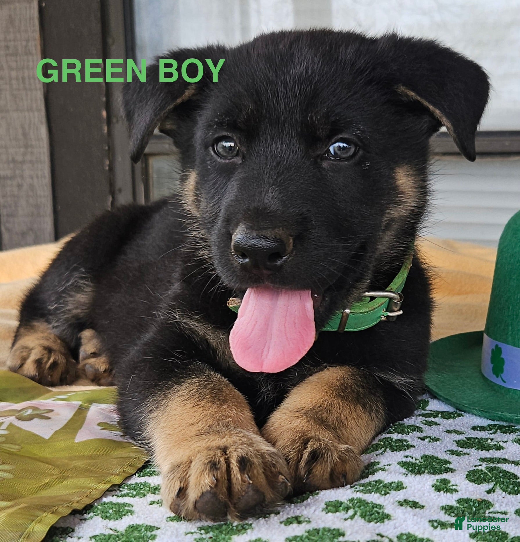 German Shepherd dogs Green boy - Ad 1