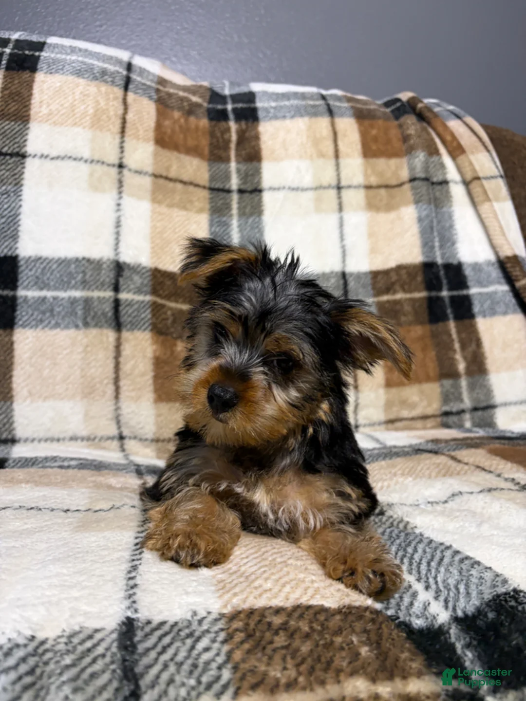Yorkshire Terrier dogs for sale: Tucker - Ad 7