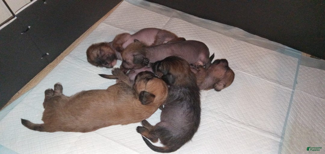 Gallery Image {{count}}