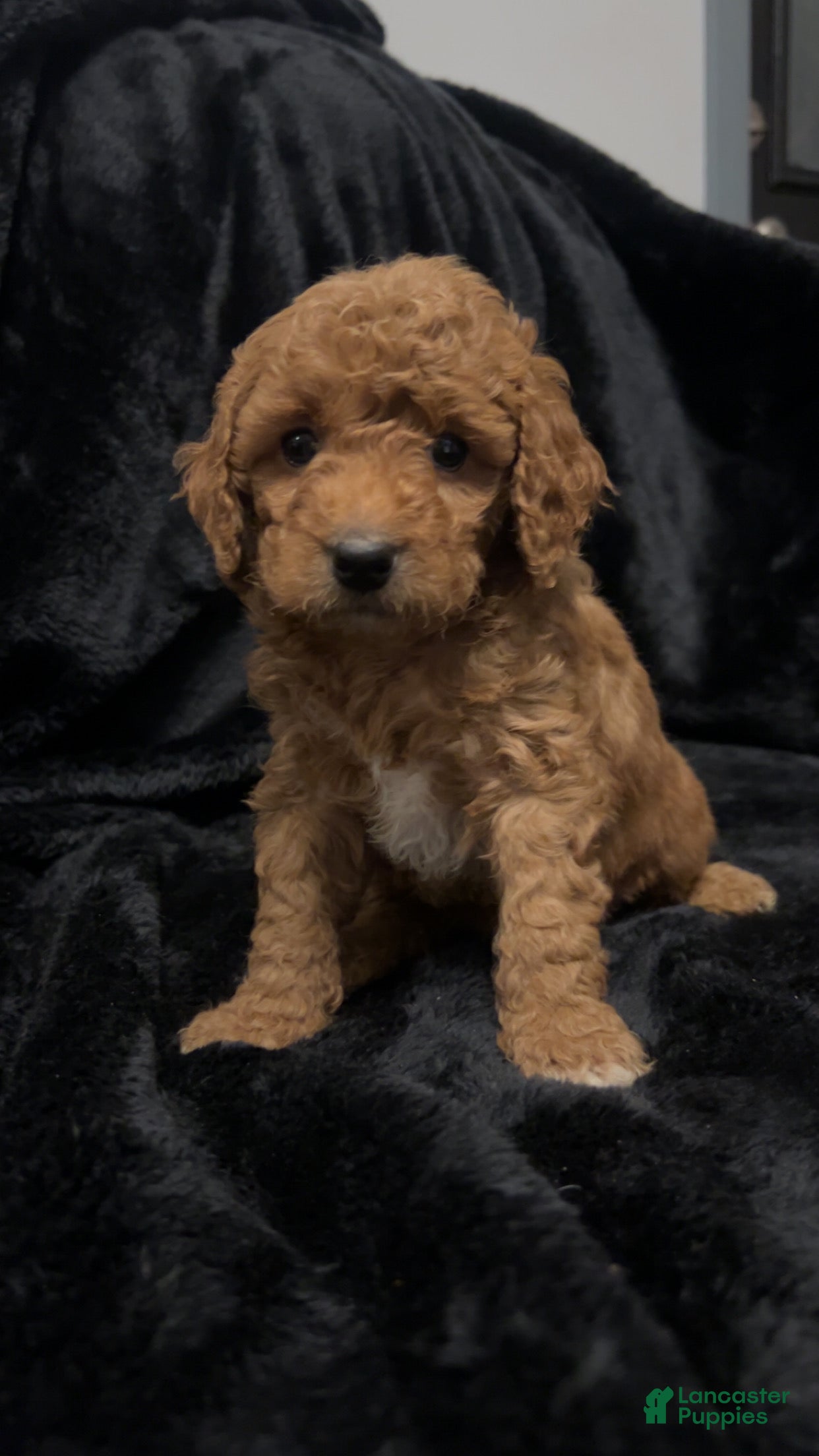 Mini Goldendoodle dogs for sale: Mr Waffles - Ad 4
