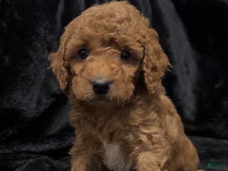 Mini Goldendoodle dogs for sale: Mr Waffles - Ad 4