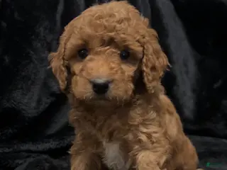Mini Goldendoodle dogs Mr Waffles - Ad 5