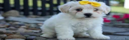 Teddy Bear dogs for sale: Bubbles 💖 - Ad 16
