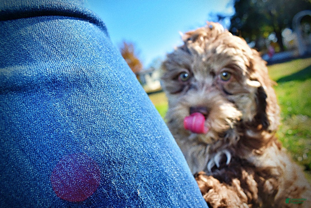 Havapoo dogs for sale: Jimbo - Ad 17