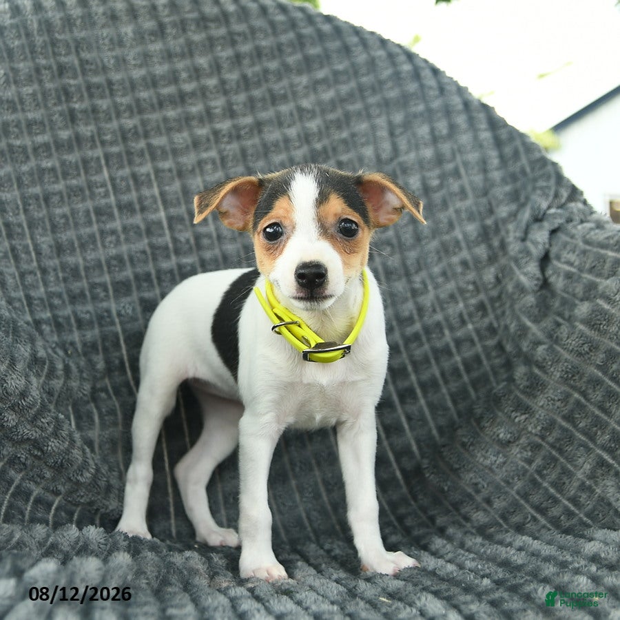 Smooth Fox Terrier dogs for sale: Destiny  - Ad 1