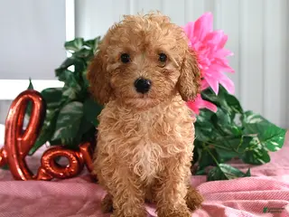 Miniature Poodle dogs for sale: Apricot - Ad 1