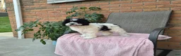 Cockapoo dogs for sale: Izzy - Ad 10