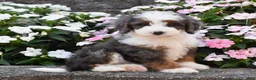 Mini Bernedoodle dogs for sale: Brinxly - Ad 3