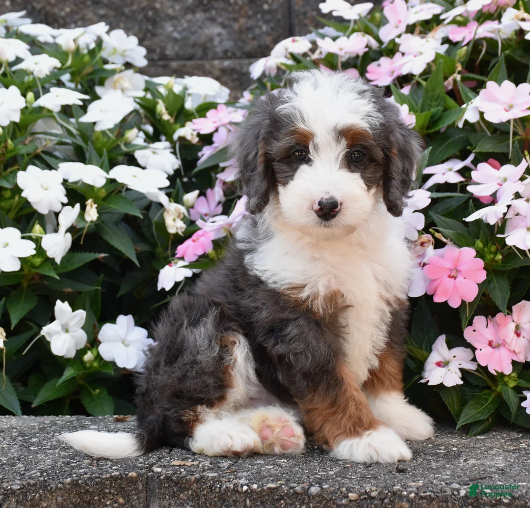 Mini Bernedoodle dogs for sale: Brinxly - Ad 3