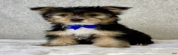 Yorkshire Terrier dogs for sale: Jasper - Ad 2