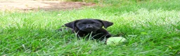 Labrador Retriever dogs for sale: Iridessa  - Ad 7