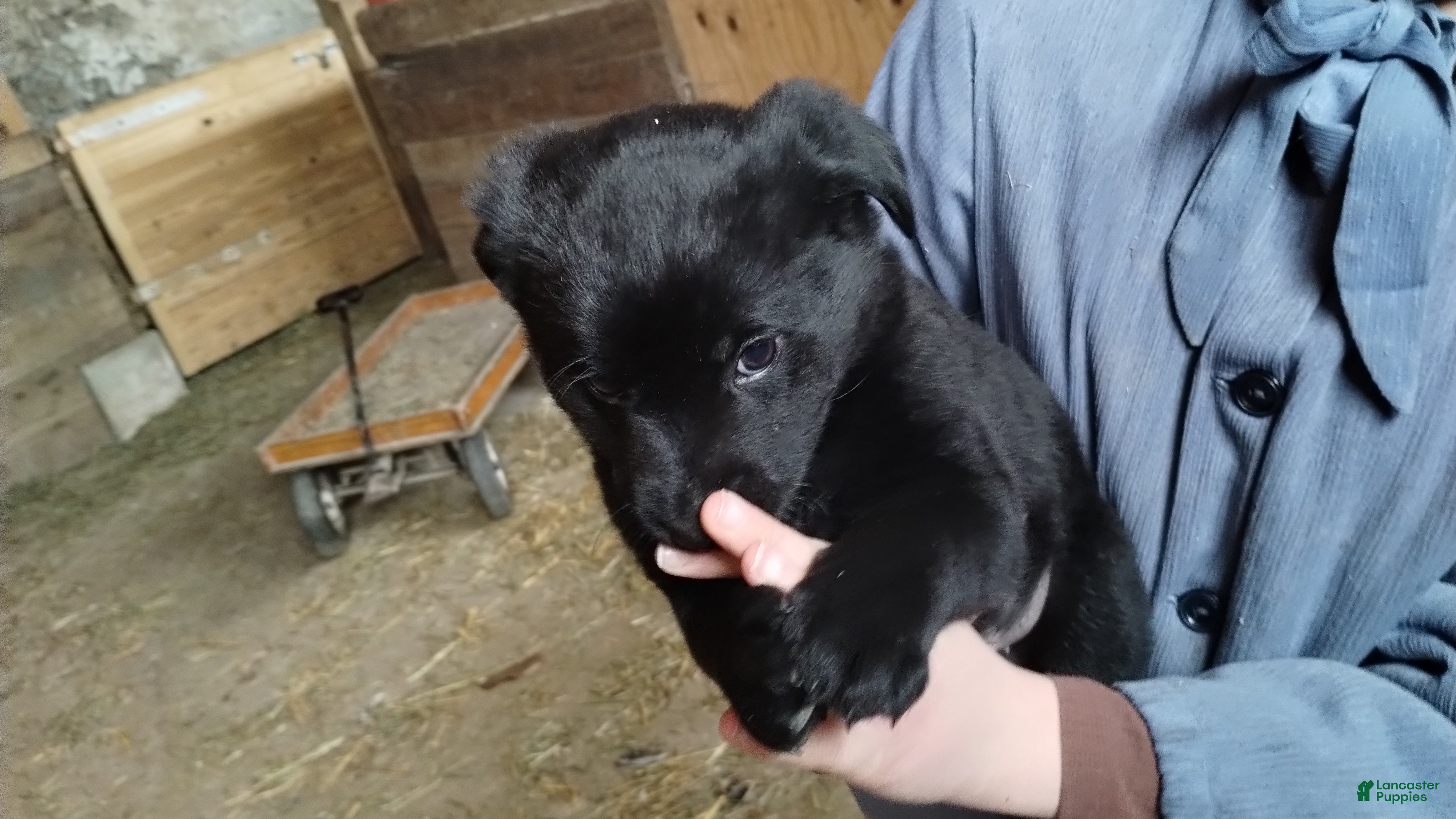 Mixed Breed dogs Bella - Ad 38