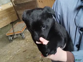 Mixed Breed dogs Bella - Ad 38