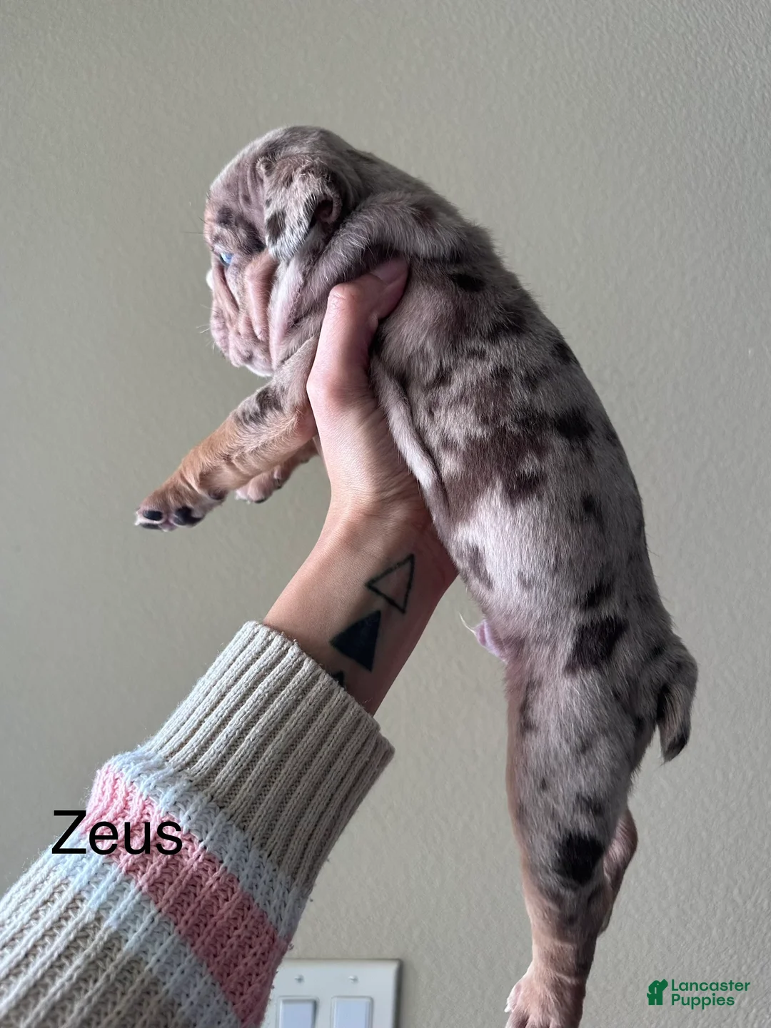 English Bulldog dogs for sale: Zeus - Ad 3