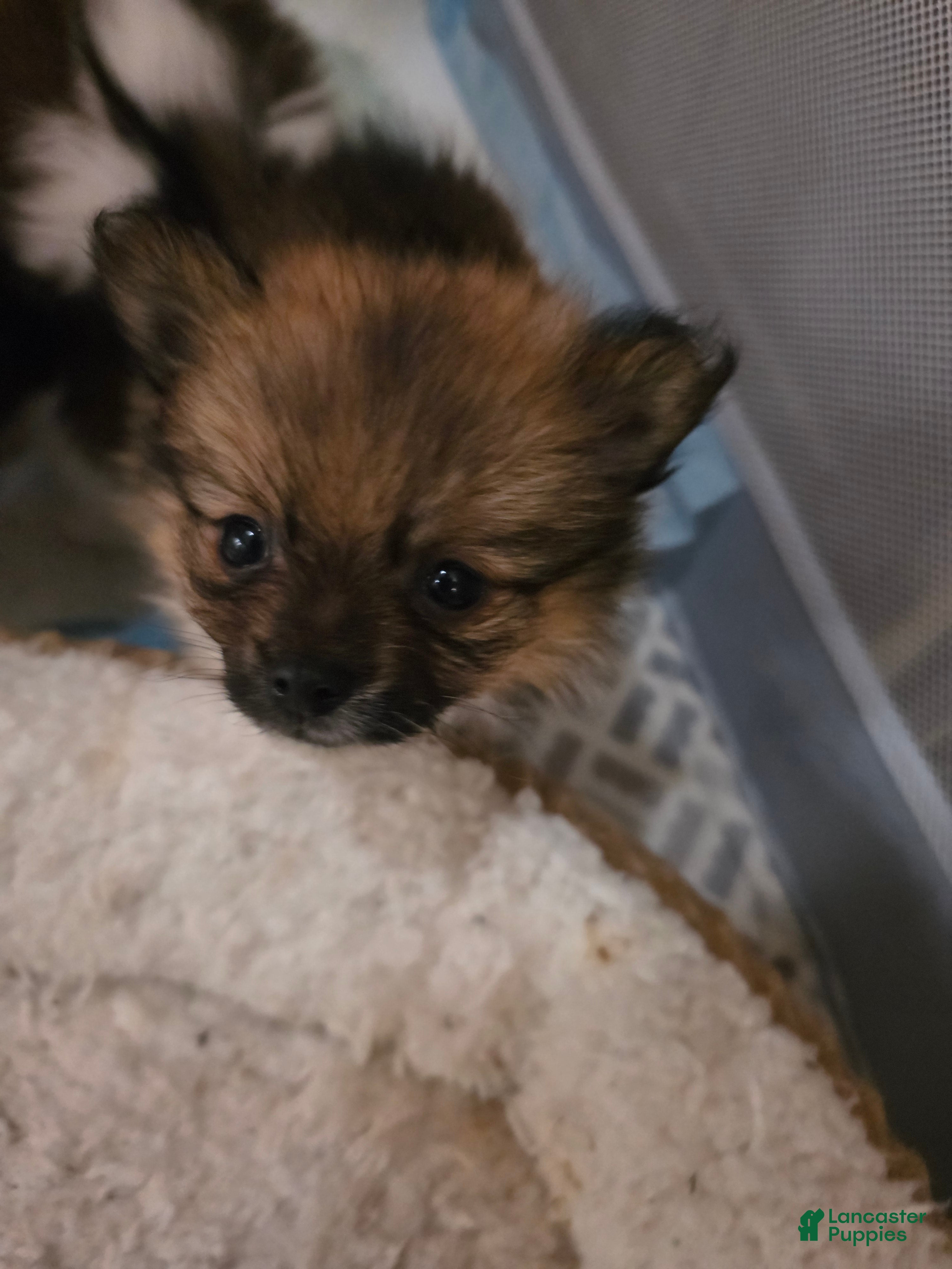 Pomeranian dogs for sale: Cookie - Ad 23