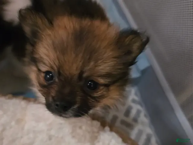 Pomeranian dogs for sale: Cookie - Ad 23