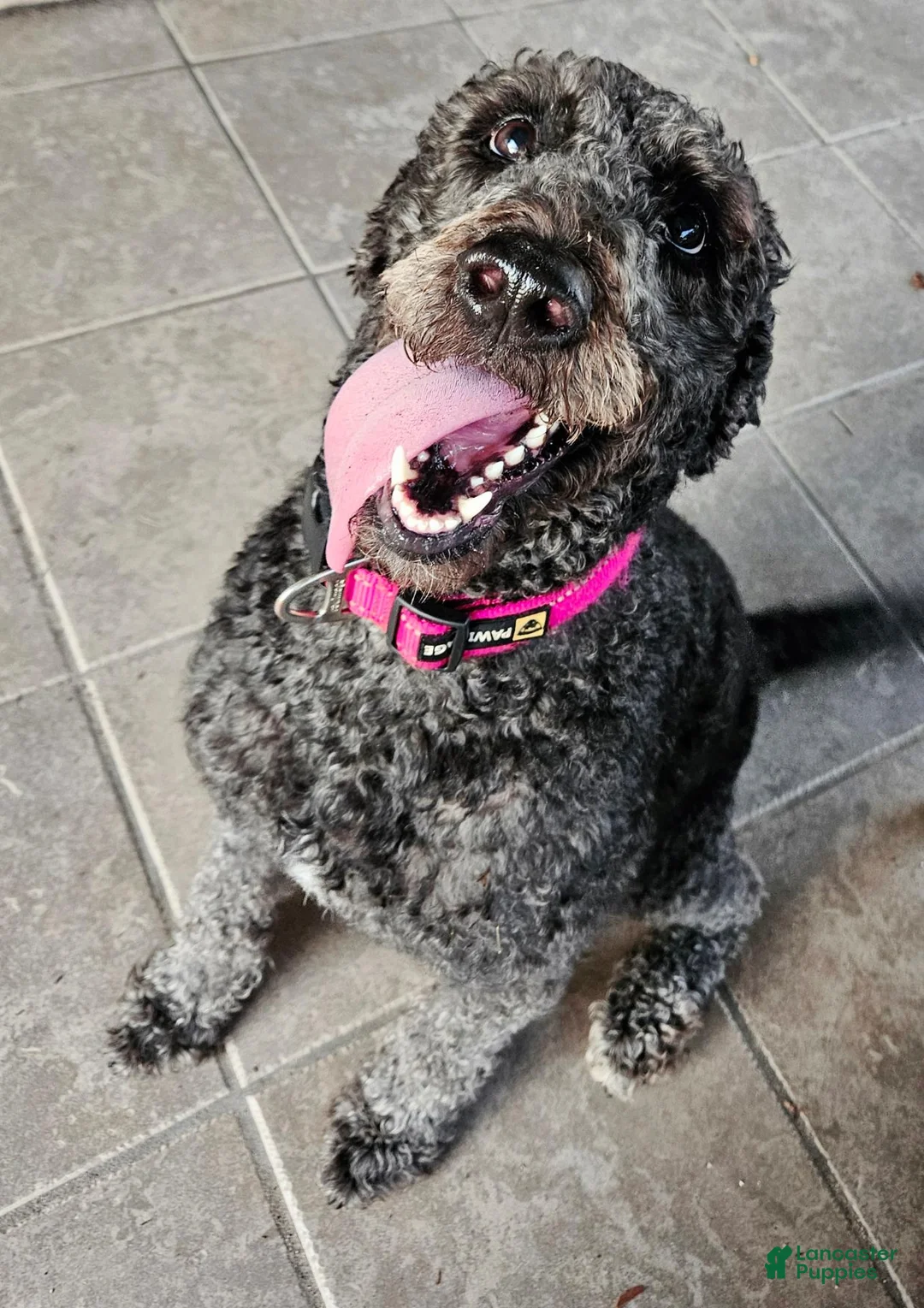 Mixed Breed dogs for sale: Betty - Ad 2