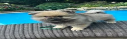 Keeshond dogs for sale: Daisy  - Ad 2