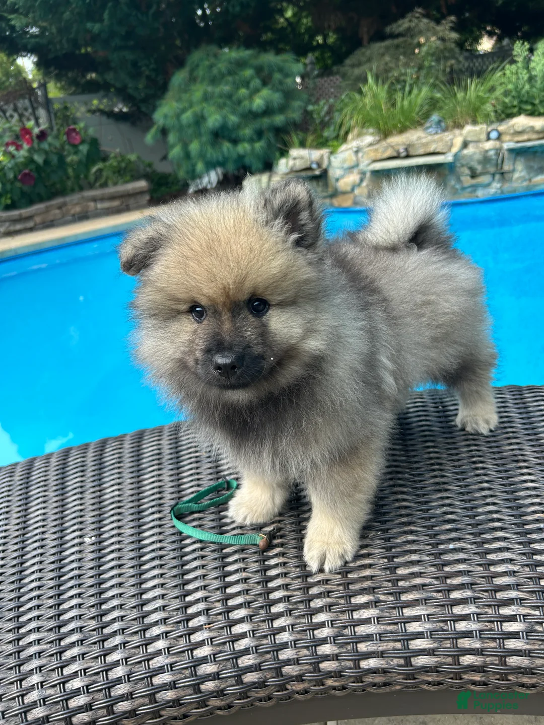 Keeshond dogs for sale: Daisy  - Ad 2