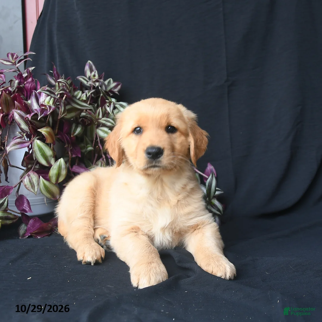 Golden Retriever dogs for sale: Butternut  - Ad 2