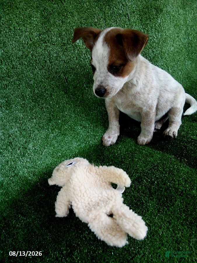 Australian Cattle Dog dogs Denmark - Ad 1