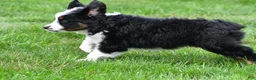 Miniature Australian Shepherd dogs for sale: Willow - Ad 8
