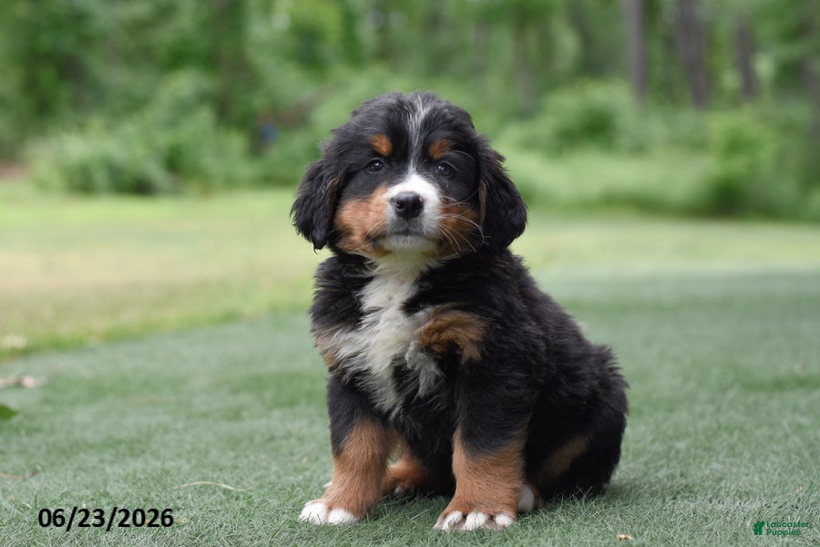 Bernese Mountain Dog dogs Deisel - Ad 2