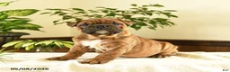 English Bulldog dogs for sale: Elizabeth - Ad 3