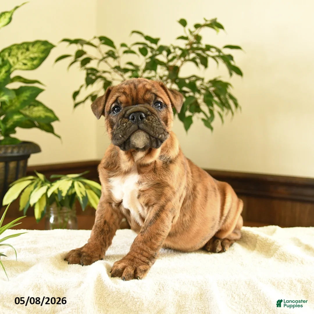 English Bulldog dogs for sale: Elizabeth - Ad 3