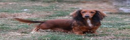 Miniature Dachshund dogs for sale: Peppermint - Ad 2