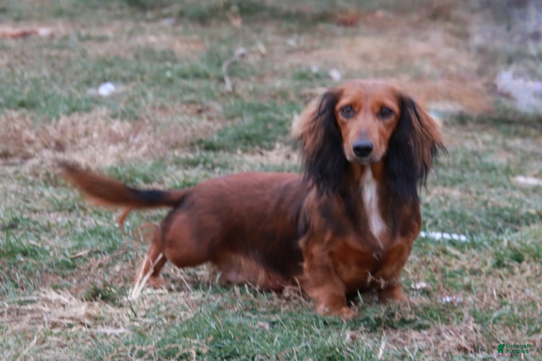 Miniature Dachshund dogs for sale: Peppermint - Ad 2