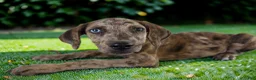Catahoula Leopard Dog dogs for sale: Tigger 2026 Female 3 - Ad 17