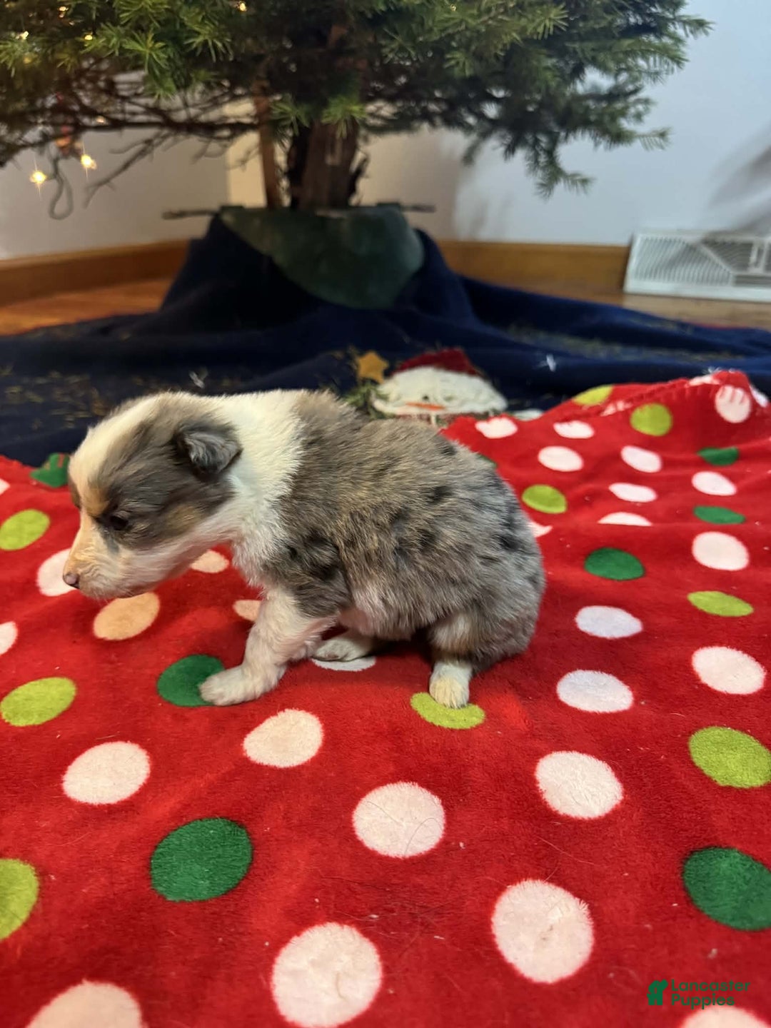 Australian Shepherd dogs for sale: Aurora - Ad 4