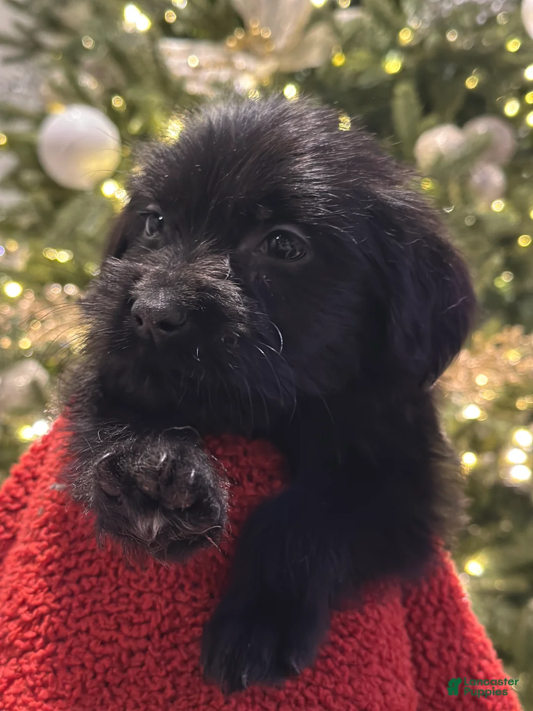 Mixed Breed dogs for sale: Mixed Breed Puppy 1 - Ad 5