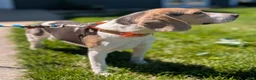 Beagle dogs for sale: Beadle Jojo Max - Ad 9