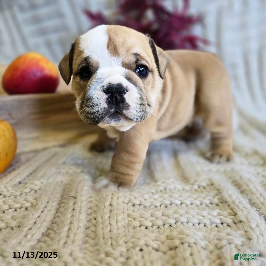 English Bulldog dogs for sale: Bear - Ad 11