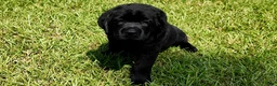 Labrador Retriever dogs for sale: Red - AKC English Lab - Ad 6