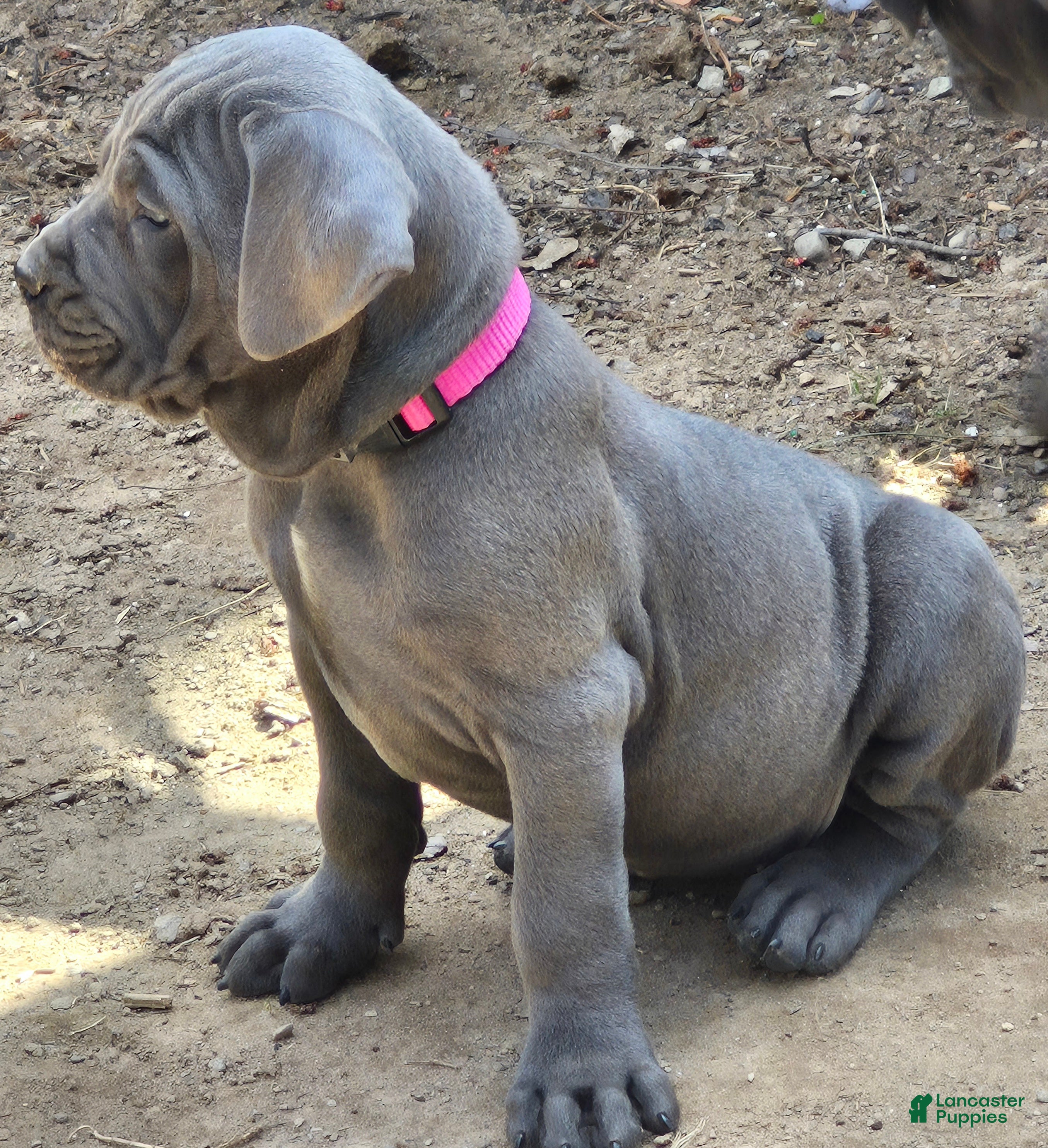 Cane Corso dogs Cane Corso Puppy 3 pearl  - Ad 2