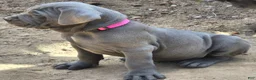 Cane Corso dogs for sale: Cane Corso Puppy 3 pearl  - Ad 2