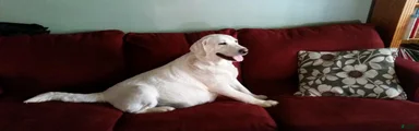 Labrador Retriever 8