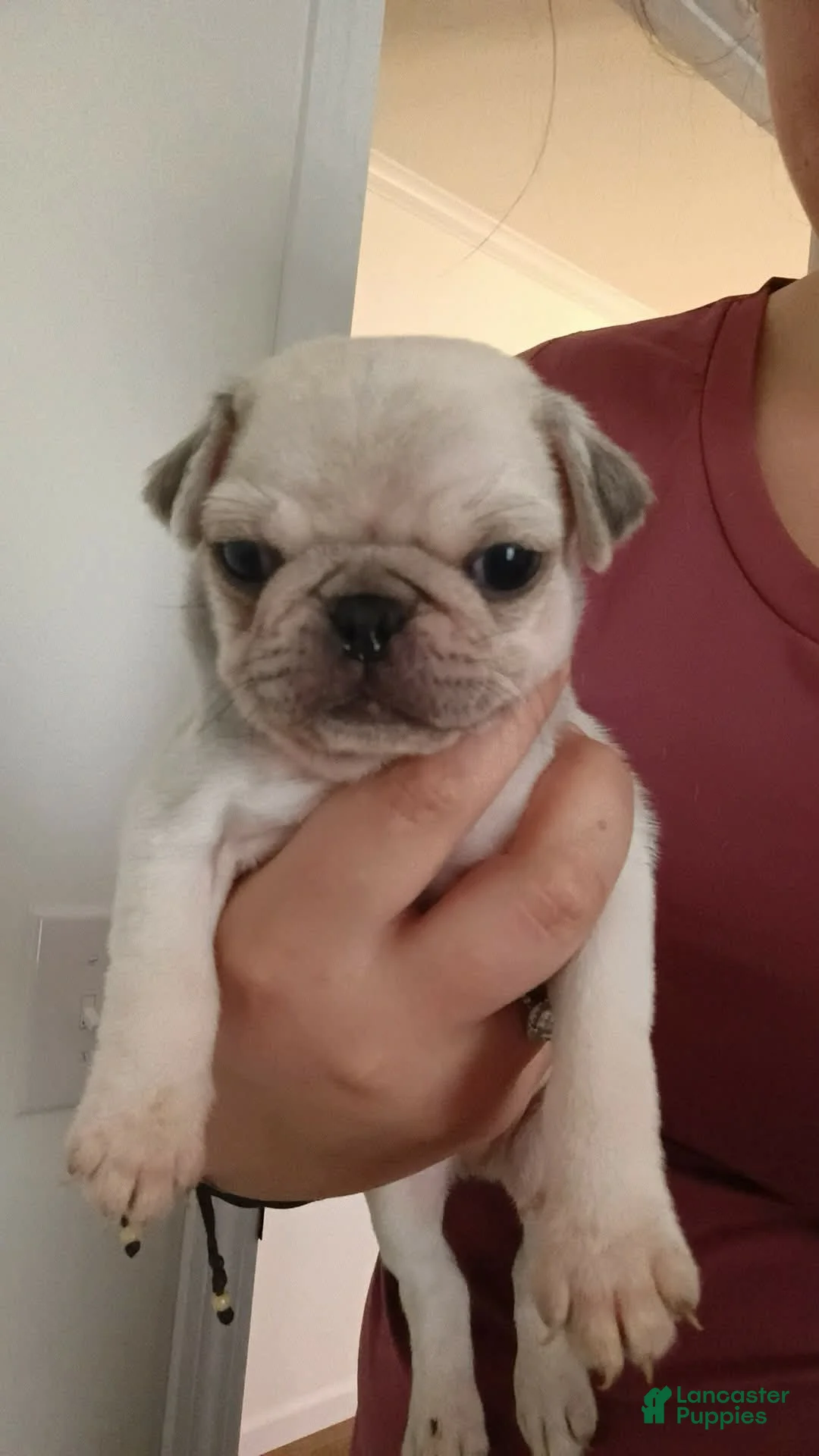 Pug dogs for sale: Pug Puppy 1 - Ad 1